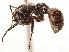  (Phasmomyrmex paradoxus - CCDB-34077-E12)  @11 [ ] CreativeCommons - Attribution (2019) CBG Photography Group Smithsonian Institution