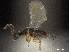  (Pegoscapus jimenezi - CCDB-34079-B07)  @11 [ ] CreativeCommons - Attribution (2019) CBG Photography Group Smithsonian Institution