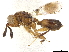  (Moranilidae - CCDB-34079-H04)  @11 [ ] CreativeCommons - Attribution (2019) CBG Photography Group Smithsonian Institution