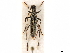  (Strangalomorpha tenuis - CCDB-33583-H08)  @11 [ ] CreativeCommons - Attribution (2019) CBG Photography Group Smithsonian Institution