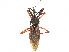  (Manicocoris rufipes - CCDB-34771-D03)  @11 [ ] CreativeCommons - Attribution (2019) CBG Photography Group Smithsonian Institution