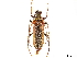  (Toxotinus reinii - CCDB-34772-A08)  @11 [ ] CreativeCommons - Attribution (2019) CBG Photography Group Smithsonian Institution