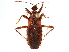  (Homalocoris - CCDB-34773-A03)  @11 [ ] CreativeCommons - Attribution (2019) CBG Photography Group Smithsonian Institution