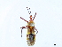  (Hediocoris - CCDB-34773-D03)  @11 [ ] CreativeCommons - Attribution (2019) CBG Photography Group Smithsonian Institution