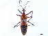  (Hediocoris tibialis - CCDB-34773-D04)  @11 [ ] CreativeCommons - Attribution (2019) CBG Photography Group Smithsonian Institution