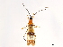  (Hiranetis braconiformis - CCDB-34773-D08)  @11 [ ] CreativeCommons - Attribution (2019) CBG Photography Group Smithsonian Institution
