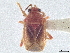  (Eurychilella - CCDB-34774-G12)  @11 [ ] CreativeCommons - Attribution (2019) CBG Photography Group Smithsonian Institution