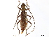  (Protomallocera - CCDB-34778-D12)  @11 [ ] CreativeCommons - Attribution (2019) CBG Photography Group Smithsonian Institution