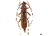  (Eucrossus villicornis - CCDB-34778-G10)  @11 [ ] CreativeCommons - Attribution (2019) CBG Photography Group Smithsonian Institution