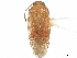  (Roburocoris maculosus - CCDB-34779-E03)  @11 [ ] CreativeCommons - Attribution (2019) CBG Photography Group Smithsonian Institution