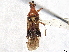  (Physophoroptera - CCDB-34782-G03)  @11 [ ] CreativeCommons - Attribution (2019) CBG Photography Group Smithsonian Institution