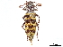  (Megacheuma brevipennis - CCDB-34783-D04)  @11 [ ] CreativeCommons - Attribution (2019) CBG Photography Group Smithsonian Institution
