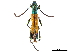  (Chrysaethe aurantipennis - CCDB-34784-C12)  @11 [ ] CreativeCommons - Attribution (2019) CBG Photography Group Smithsonian Institution