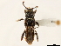  (Tomopterus staphylinus - CCDB-34784-E02)  @11 [ ] CreativeCommons - Attribution (2019) CBG Photography Group Smithsonian Institution