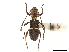  (Epipedocera - CCDB-34784-G04)  @11 [ ] CreativeCommons - Attribution (2019) CBG Photography Group Smithsonian Institution