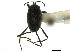  (Hermatobatidae - CCDB-35894-A07)  @11 [ ] CreativeCommons - Attribution (2020) CBG Photography Group Smithsonian Institution