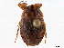  (Aptinocoris sedlaceki - CCDB-35894-E01)  @11 [ ] CreativeCommons - Attribution (2020) CBG Photography Group Smithsonian Institution