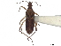  (Macroveliidae - CCDB-35894-F04)  @11 [ ] CreativeCommons - Attribution (2020) CBG Photography Group Smithsonian Institution