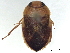  (Stalocoris schoedli - CCDB-35895-B12)  @11 [ ] CreativeCommons - Attribution (2019) CBG Photography Group Smithsonian Institution