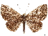  (Callistium maculosa - CCDB-35898-B11)  @11 [ ] CreativeCommons - Attribution (2020) CBG Photography Group Smithsonian Institution
