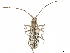  (Macrochenus tigrinus - CCDB-35900-B08)  @11 [ ] CreativeCommons - Attribution (2020) CBG Photography Group Smithsonian Institution