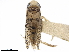  (Trichocorixella mexicana - CCDB-35902-C05)  @11 [ ] CreativeCommons - Attribution (2020) CBG Photography Group Smithsonian Institution