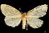  (Crorema evanescens - CCDB-35902-F01)  @11 [ ] CreativeCommons - Attribution (2020) CBG Photography Group Smithsonian Institution