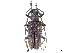  (Pelargoderus bipunctatus - CCDB-35903-C04)  @11 [ ] CreativeCommons - Attribution (2020) CBG Photography Group Smithsonian Institution