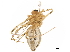  (Herbiphantes cericeus - CCDB-35904-F10)  @11 [ ] CreativeCommons - Attribution (2020) CBG Photography Group Smithsonian Institution