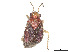  (Agaveocoris roseus - CCDB-37886-A06)  @11 [ ] CreativeCommons - Attribution Share - Alike (2023) CBG Photography Group Centre for Biodiversity Genomics