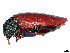  (Sternocera chrysis - CCDB-37895-H10)  @11 [ ] CreativeCommons - Attribution Share - Alike (2023) CBG Photography Group Centre for Biodiversity Genomics