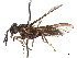  (Acanthocera marginalis - CCDB-45157-G07)  @11 [ ] CreativeCommons - Attribution Share - Alike (2023) CBG Photography Group Centre for Biodiversity Genomics