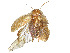  (Plectoptera rhabdota - CCDB-45166-G04)  @11 [ ] CreativeCommons - Attribution Share - Alike (2024) CBG Photography Group Centre for Biodiversity Genomics
