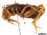  (Cratomelus armatus - CCDB-45167-A05)  @11 [ ] CreativeCommons - Attribution Share - Alike (2023) CBG Photography Group Centre for Biodiversity Genomics