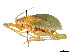  (Caloxiphus - CCDB-45167-H03)  @11 [ ] CreativeCommons - Attribution Share - Alike (2023) CBG Photography Group Centre for Biodiversity Genomics