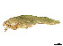  (Philophyllia guttulata - CCDB-45167-H11)  @11 [ ] CreativeCommons - Attribution Share - Alike (2023) CBG Photography Group Centre for Biodiversity Genomics