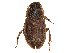  (Lorditomaeus opatroides - CCDB-45169-F08)  @11 [ ] CreativeCommons - Attribution Share - Alike (2023) CBG Photography Group Centre for Biodiversity Genomics