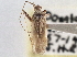  (Phytocoris validus - CCDB-21310-G01)  @11 [ ] CreativeCommons - Attribution (2013) CBG Photography Group Centre for Biodiversity Genomics