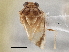  (Tropidosteptes palmeri - CCDB-21311-C04)  @11 [ ] CreativeCommons - Attribution (2013) CBG Photography Group Centre for Biodiversity Genomics