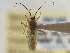  (Ilnacorella sulcata - CCDB-21312-A01)  @11 [ ] CreativeCommons - Attribution (2013) CBG Photography Group Centre for Biodiversity Genomics