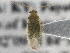  (Orthotylus robiniae - CCDB-21312-E01)  @14 [ ] CreativeCommons - Attribution (2013) CBG Photography Group Centre for Biodiversity Genomics