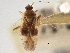  (Neolygus ostryae - CCDB-21315-F09)  @11 [ ] CreativeCommons - Attribution (2013) CBG Photography Group Centre for Biodiversity Genomics
