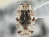  (Corythucha distincta - CCDB-21316-F09)  @13 [ ] CreativeCommons - Attribution (2013) CBG Photography Group Centre for Biodiversity Genomics