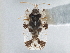  (Corythucha mollicula - CCDB-21316-G03)  @11 [ ] CreativeCommons - Attribution (2013) CBG Photography Group Centre for Biodiversity Genomics