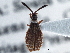  (Hesperotingis antennata - CCDB-21316-G12)  @12 [ ] CreativeCommons - Attribution (2013) CBG Photography Group Centre for Biodiversity Genomics