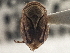  (Clastoptera achatina - CCDB-21317-H04)  @11 [ ] CreativeCommons - Attribution (2013) CBG Photography Group Centre for Biodiversity Genomics