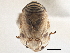  (Clastoptera brunnea - CCDB-21317-H08)  @11 [ ] CreativeCommons - Attribution (2013) CBG Photography Group Centre for Biodiversity Genomics