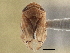  (Clastoptera juniperina - CCDB-21317-H11)  @11 [ ] CreativeCommons - Attribution (2013) CBG Photography Group Centre for Biodiversity Genomics