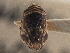  (Clastoptera ovata - CCDB-21318-A01)  @11 [ ] CreativeCommons - Attribution (2013) CBG Photography Group Centre for Biodiversity Genomics