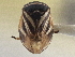  (Clastoptera saintcyri - CCDB-21318-A02)  @11 [ ] CreativeCommons - Attribution (2013) CBG Photography Group Centre for Biodiversity Genomics